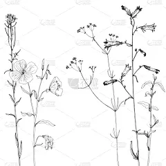 草本,墨水,背景,绘画插图,铅笔画,线条画,农业,请柬,贺卡,草