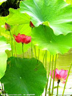 绿水红花采集到夏天的味道