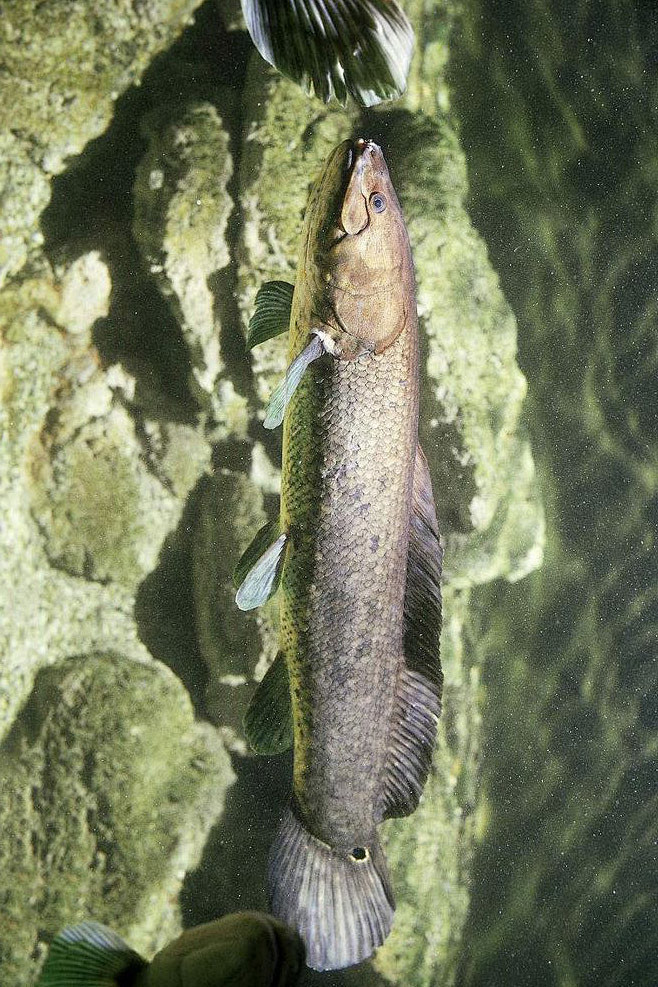 弓鳍鱼目弓鳍鱼科弓鳍鱼