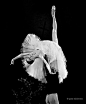 rosesinmay:

Svetlana Zakharova - Giselle
Photo: Gene Schiavone