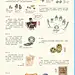 中国古代货币的演变  摘自《中国漫画》2023年12期