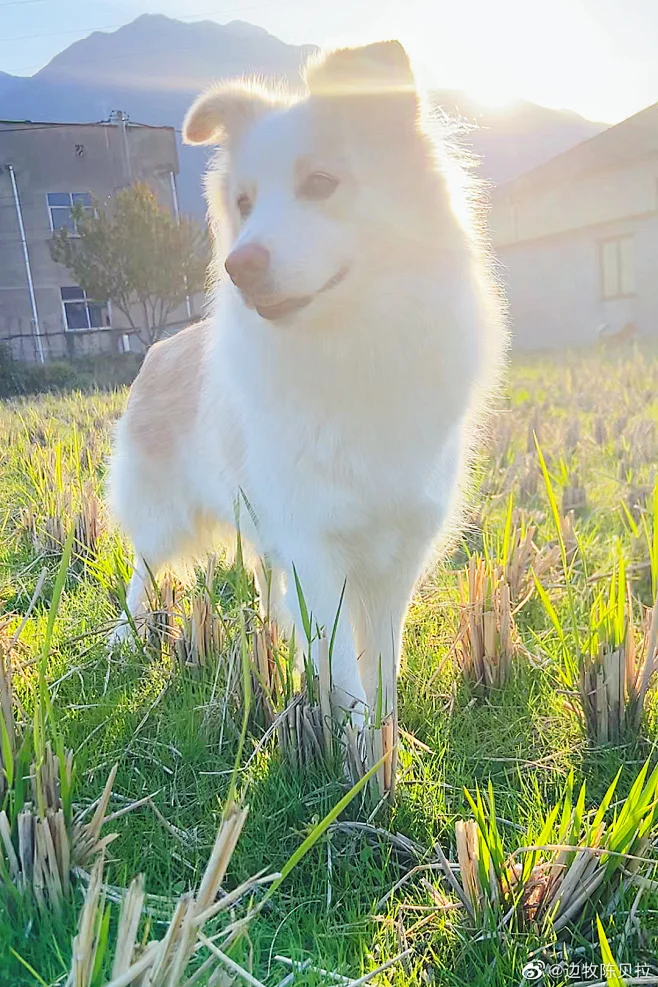 边牧陈贝拉的照片