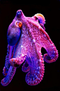 Amazingly Colorful Hawaiian Octopus ~ Ocean Pictures