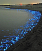 The firefly squid because of tiny "photophores in their bodies, they are causing this beautiful bioluminescent phenomenon in Toyama Bay, Japan. Tiny photophores can be found by thousands in the squid’s body, creating the ability to emit light. The fi