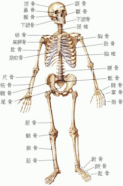 GZJ郭正钧采集到人体