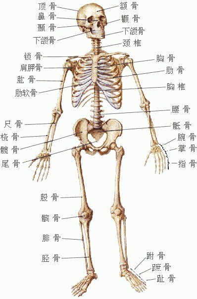 人体骨骼肌肉结构，转需