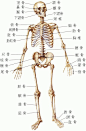 人体骨骼肌肉结构，转需
