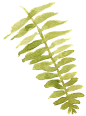 树叶PNG