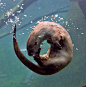 sdzoo: River otter by Patty Avritt via Facebook