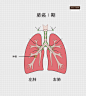 肺癌I期 人体呼吸系统肿瘤癌症细胞疾病症状医疗人体系统 人体解剖 人体器官内脏 医疗图 人体结构 人体医学研究 人体部位  医疗保健医疗护理 医疗疾病插画  卡通手绘漫画