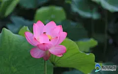 搜狗图片搜索 - 一个人手握莲花表情包