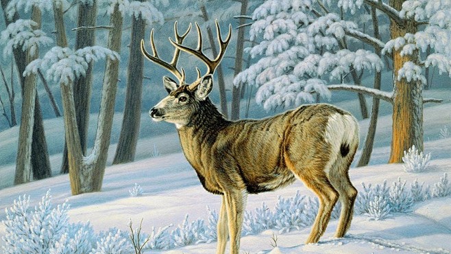 冬季森林可爱的鹿封面大图