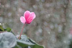 仙客来以桃花源为背景