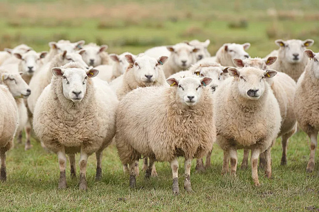 羊群,凝视,绵羊,美利奴绵羊,大群动物图...