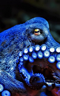 Blue Octopus: 