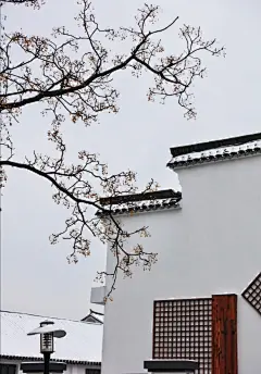 “  墙角遇见美 …  ”