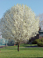 A great benefit of the Bradford Pear is that it is a rapid grower, achieving a 12 to 15 feet increase in height over an 8- to 10-year period. Bradford Pear trees are shallow-rooted and will tolerate most soil types.