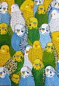 budgies all budged up together <a class="pintag searchlink" data-query="%23budgies" data-type="hashtag" href="/search/?q=%23budgies&rs=hashtag" rel="nofollow" title="#budgies search Pinterest&a