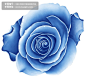 最新设计素材花纹#花朵##水墨##蓝玫瑰##形态#