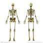 人体骨骼三视图的搜索结果_百度图片搜索