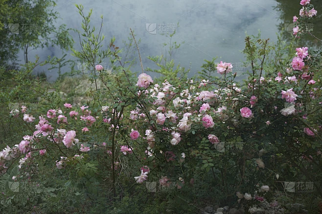 雾中的花素材-花瓣网
