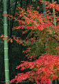 竹林风景- 竹竿边的枫树高清摄影图片素材