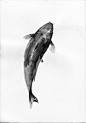 Ink Drawing Examples vol.2 : Ink drawings of fish, made with Chinese ink.