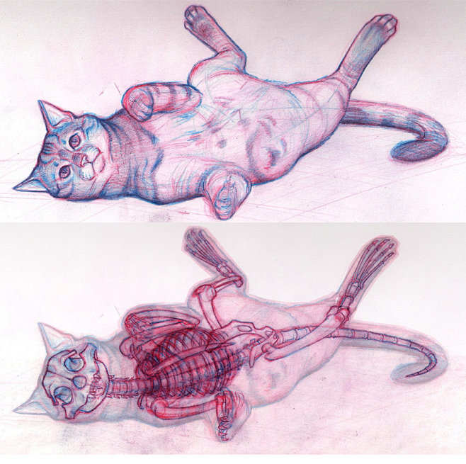 Cat Anatomy 02 by Ra...