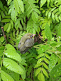 一只被雨打落的小鸟，轻轻将它拾起放生，在叶丛中小憩，随拍——【安然若素℃】