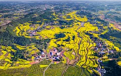 航拍资阳市安岳县通贤镇帽石村千亩油菜花田全帽摄影照片