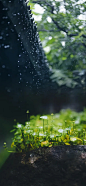 雨水 (1)
