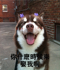 她曾是我的一半采集到萌犬