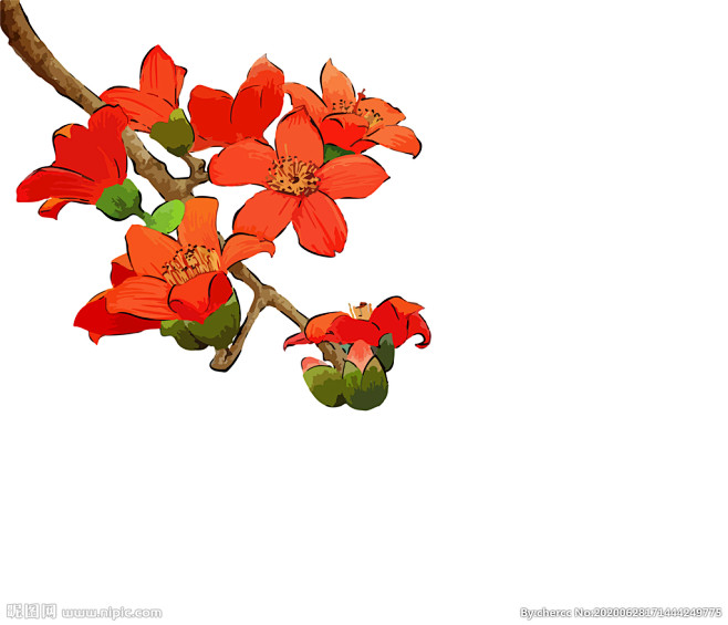 木棉花
