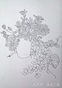 jcfo81c3采集到植物线稿 插画
