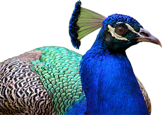 peacock_PNG18