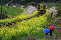 神密花园采集到梦里花落知多少