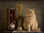 11幅恬静可爱的猫咪宠物摄影作品