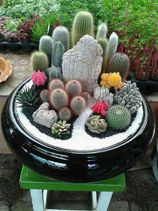 Cactusi