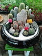 Cactusi