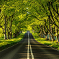 Beech Avenue ~ Dorset , England. Photo by Paul Wynn-Mackenzie: