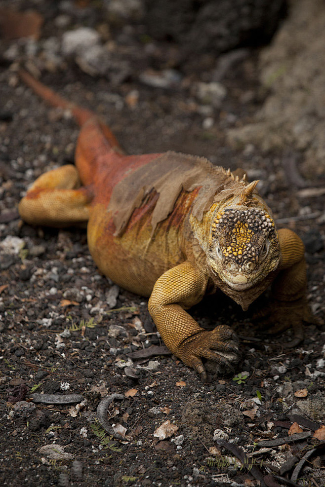 蜥蜴目鬣蜥科地鬣蜥属地鬣蜥