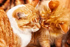 两只姜黄色的猫在老虎印的背景上接吻。猫是2022年虎年的象征。
