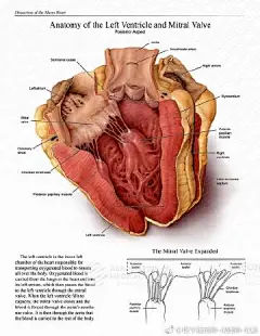 【学生组 解剖和病理宣教/教学类】绵羊心脏解剖 Sheep Heart Dissection  这幅医学插画描绘了一个绵羊心脏的解剖结构，着重从后部的视角解剖左心室和二尖瓣。这件作品的目的是提供绵羊心脏解剖学的准确和高度详细的可视化，可作为解剖手册或解剖图谱的参考。主要插图的描绘的是一个全彩色绵羊的 ​​​​...展开全文c