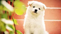 电脑壁纸狗狗_百度图片搜索