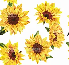 向日葵  - 源文件下载【酷图网】热带叶子,棕榈,红棕榈,无缝拼接,棕树叶,叶子,欧式花,热带花卉,壁纸,花卉底纹,花卉背景,墙纸,背景墙,包装纸,手机壳,无缝墙纸,瓷砖图案,手机壳印花,布料图案,包装,图案,数码印花,移门图案,面料印花,无缝印花,