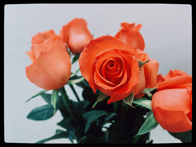 橘色玫瑰