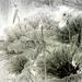 当代工笔花鸟画百家精品集（