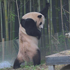 张小偲采集到视觉 # 【动物世界】