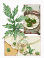 钢笔淡彩｜艾草青团子
