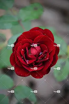 红色 玫瑰 爱情 浪漫 花 花壁纸 玫瑰花 秋天的玫瑰 美